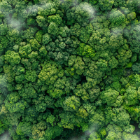An overhead photo of trees in a forest.